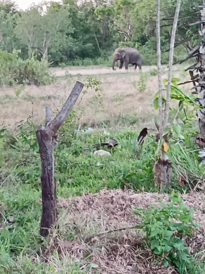 Oshani Homestay Szigirija Kültér fotó